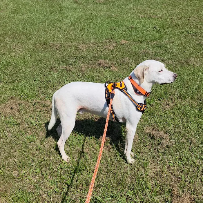 Suwannee PAWS Inc. 7