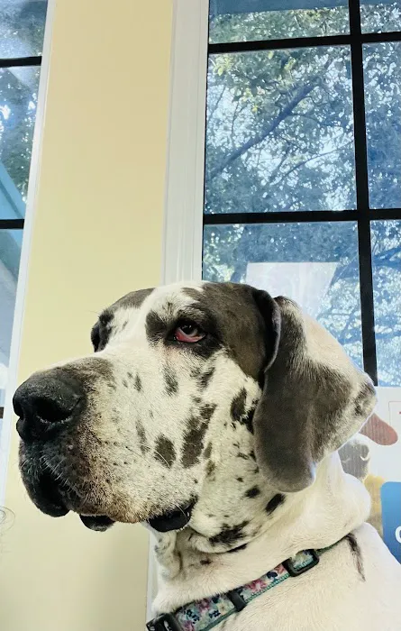 Companion Animal Hospital 1