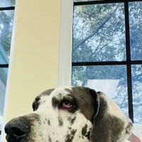 Companion Animal Hospital ico