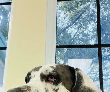 Companion Animal Hospital