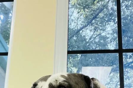 Companion Animal Hospital