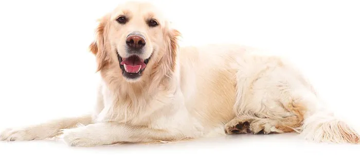 Companion Animal Hospital 2