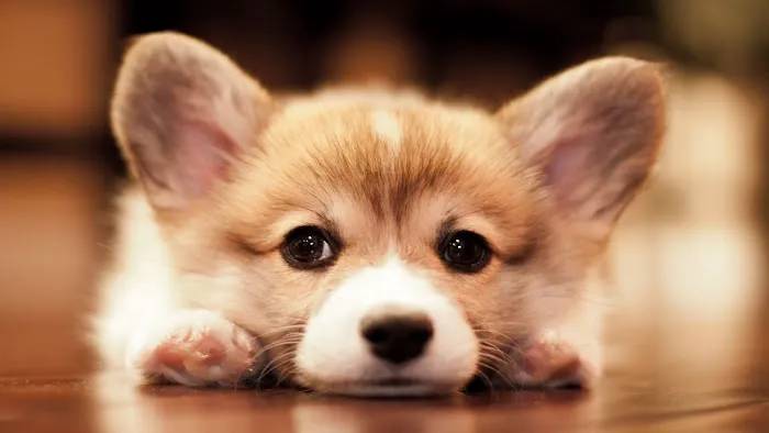Companion Animal Hospital 3