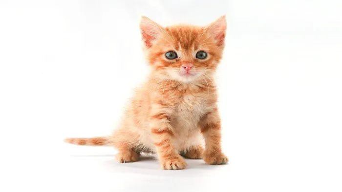 Companion Animal Hospital 4
