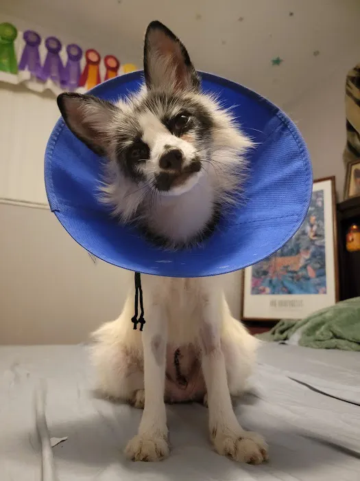 Companion Animal Hospital 8