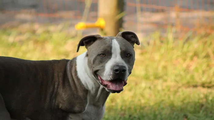 Companion Animal Hospital 10