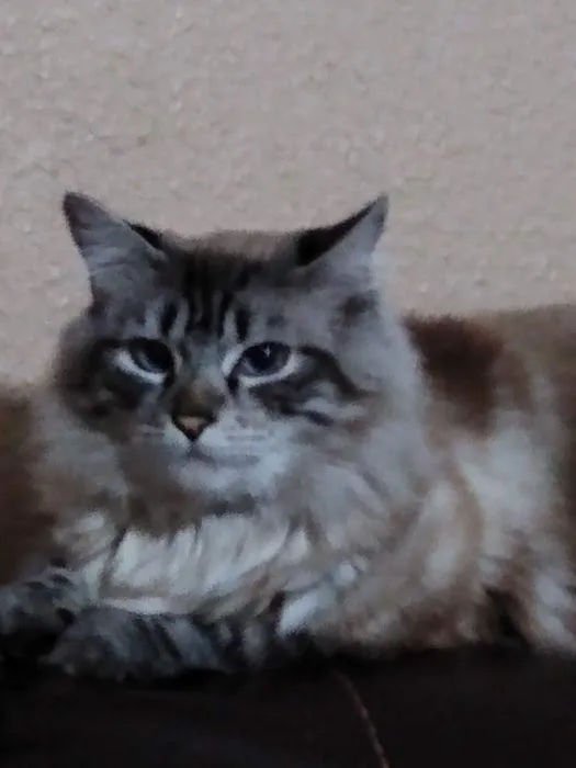 All Springs Veterinary Hospital 8