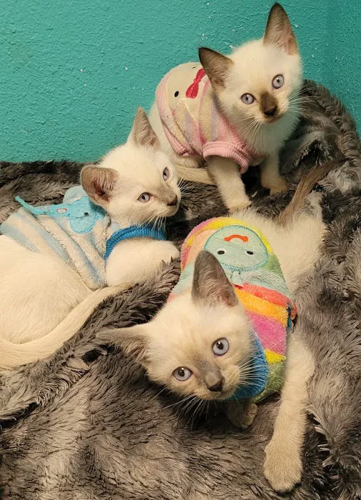 All Springs Veterinary Hospital 9