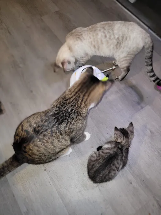 All Springs Veterinary Hospital 1