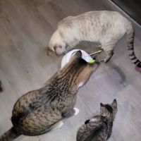 All Springs Veterinary Hospital ico