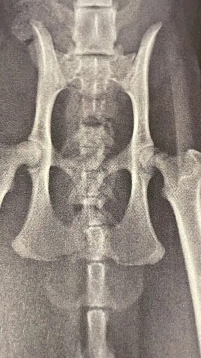 All Springs Veterinary Hospital 6