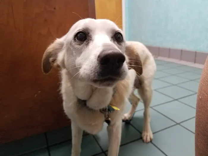 Pet Health Clinic 1