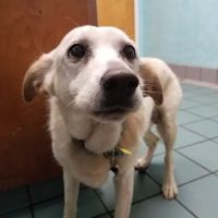Pet Health Clinic ico