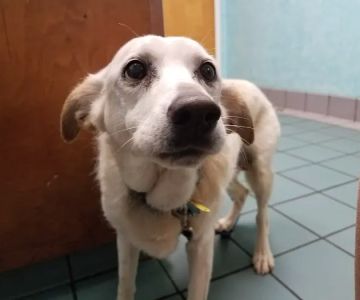 Pet Health Clinic