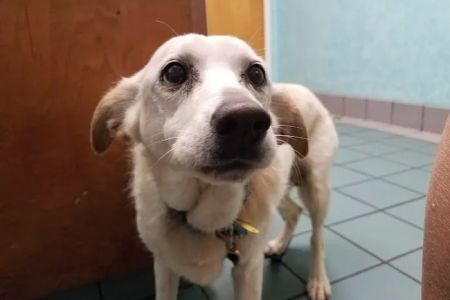 Pet Health Clinic