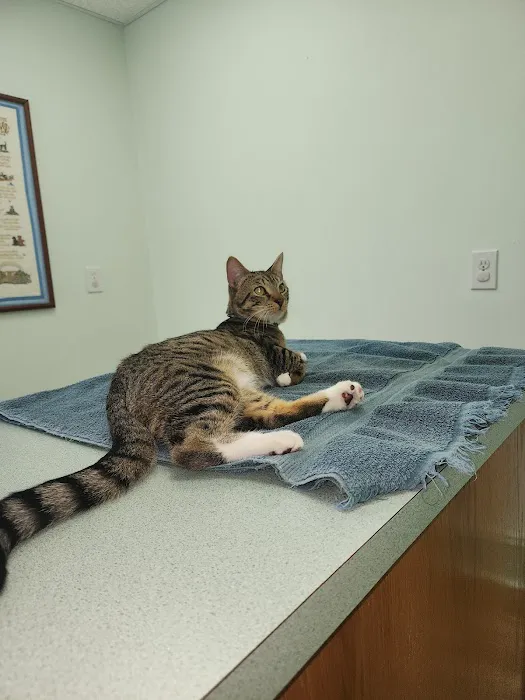 Read Mountain Animal Hospital 2