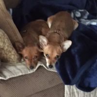 Read Mountain Animal Hospital ico