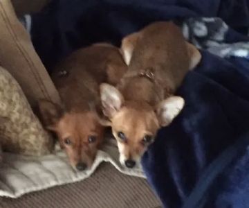 Read Mountain Animal Hospital
