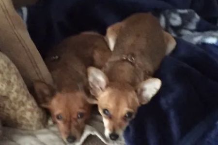 Read Mountain Animal Hospital