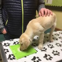 Hanging Rock Animal Hospital ico