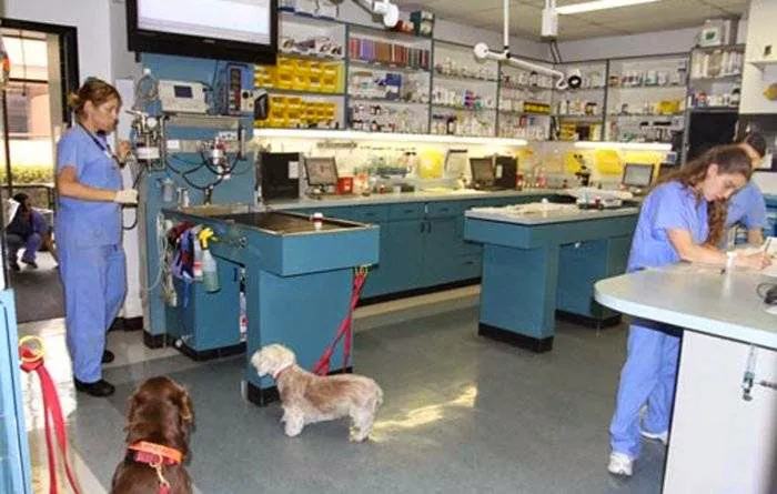 VCA Pacific Petcare Animal Hospital 12