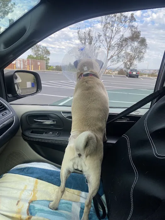 Del Mar Heights Veterinary Hospital 3