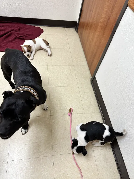 Del Mar Heights Veterinary Hospital 2
