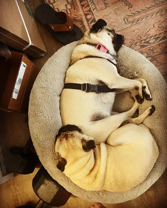 Del Mar Heights Veterinary Hospital 1