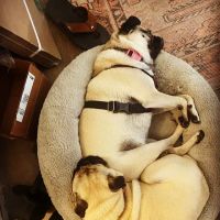 Del Mar Heights Veterinary Hospital ico