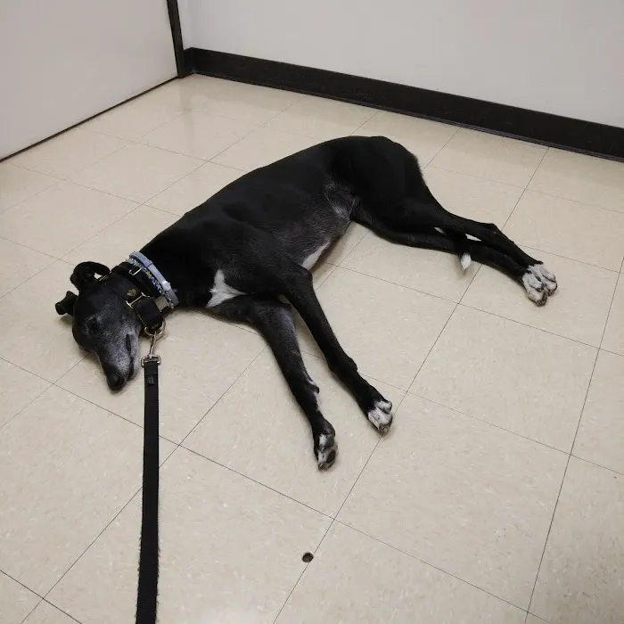 Del Mar Heights Veterinary Hospital 5