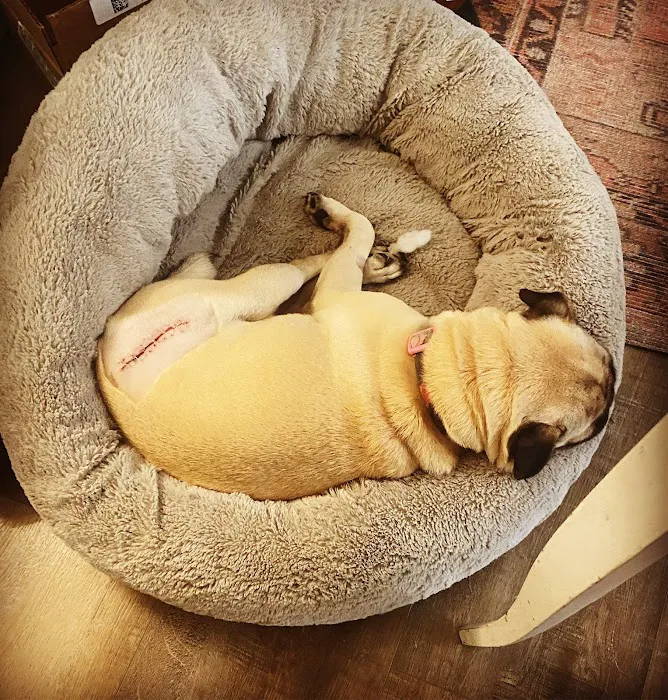 Del Mar Heights Veterinary Hospital 7
