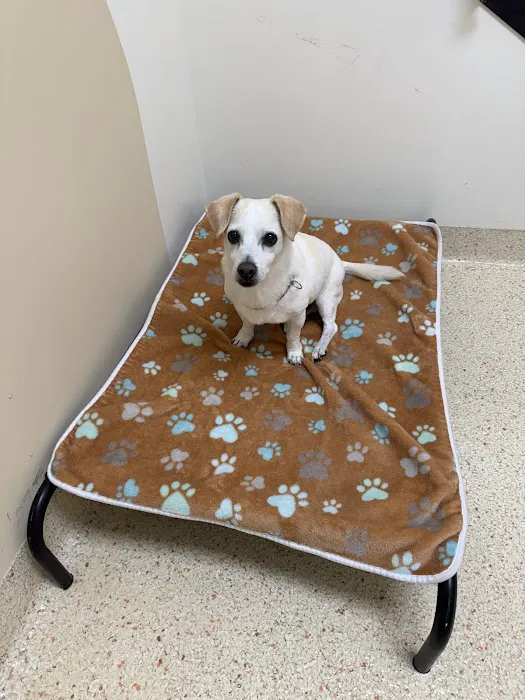 Papaya Veterinary Care - Carmel Valley 12