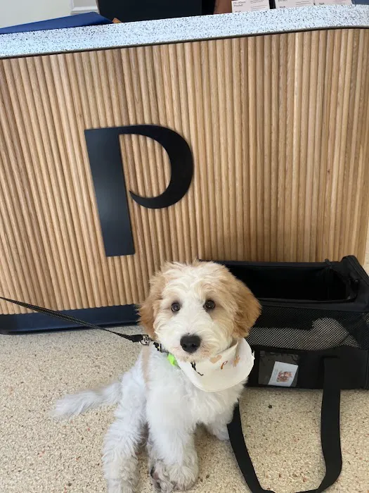 Papaya Veterinary Care - Carmel Valley 12