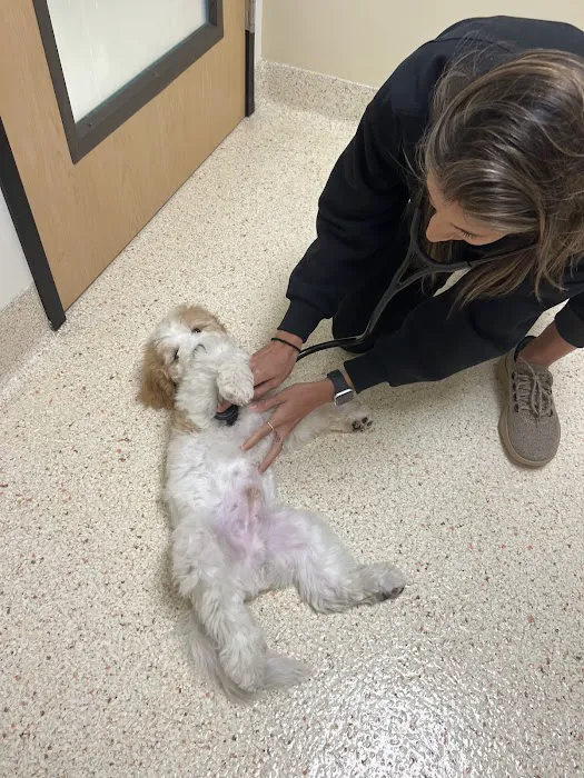 Papaya Veterinary Care - Carmel Valley 12