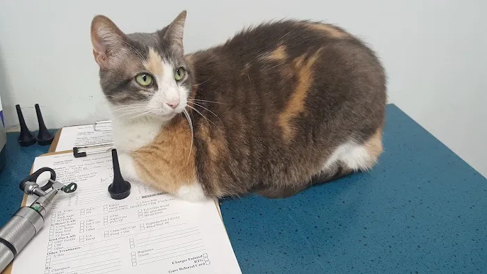 Cheshire Cat Feline Health Center 12