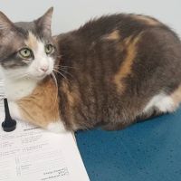 Cheshire Cat Feline Health Center ico