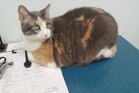 Cheshire Cat Feline Health Center