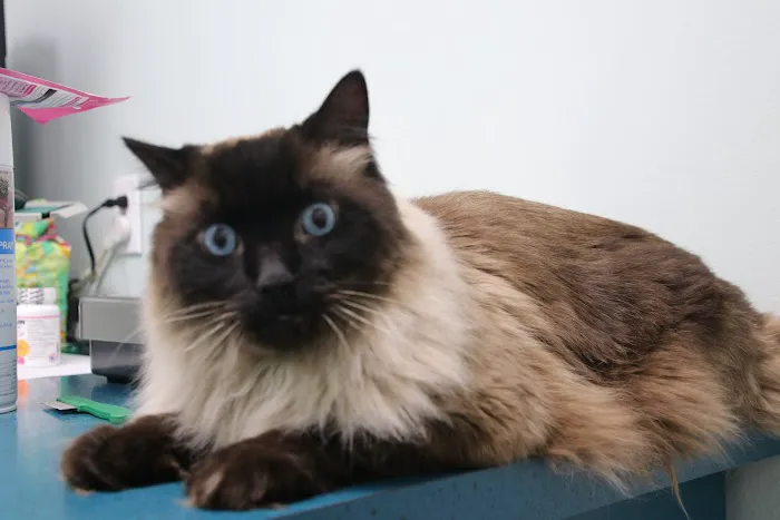 Cheshire Cat Feline Health Center 12