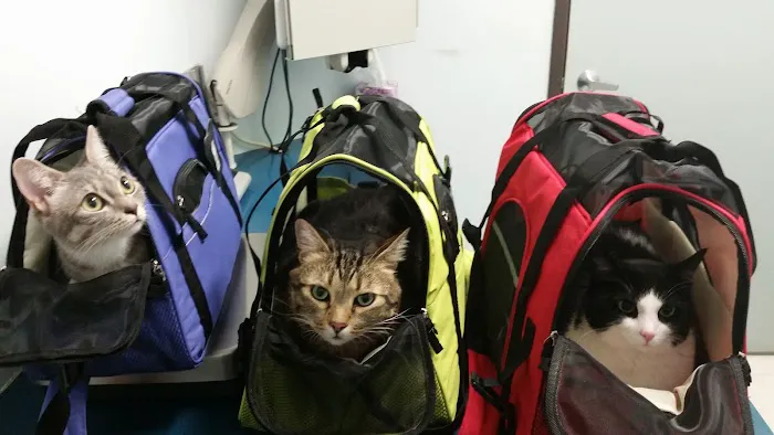 Cheshire Cat Feline Health Center 12