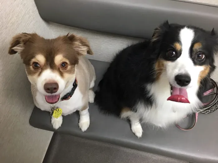 Lifetime Animal Care Center 12