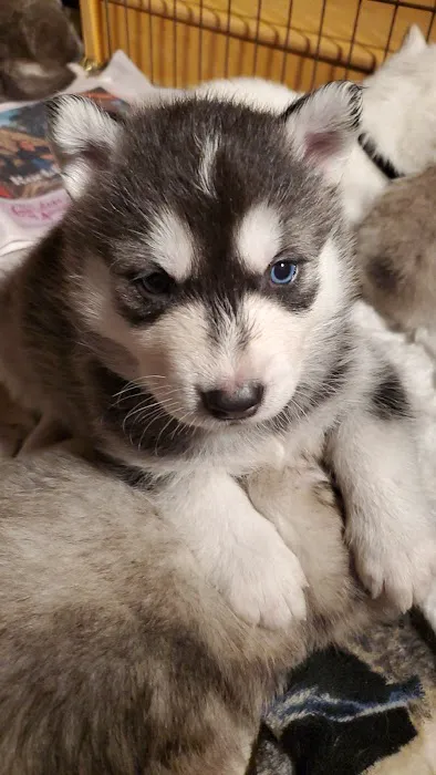 Lifetime Animal Care Center 12