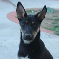 Whole Life Veterinary Care ico