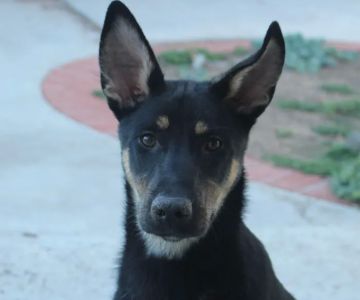 Whole Life Veterinary Care