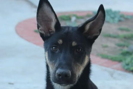 Whole Life Veterinary Care