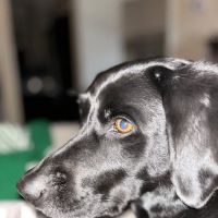 Rancho Mesa Animal Hospital ico