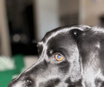 Rancho Mesa Animal Hospital