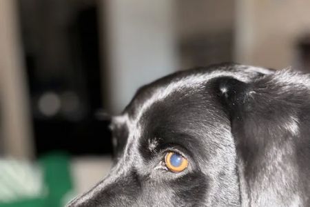 Rancho Mesa Animal Hospital