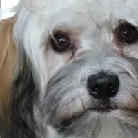Paradise Veterinary Hospital ico