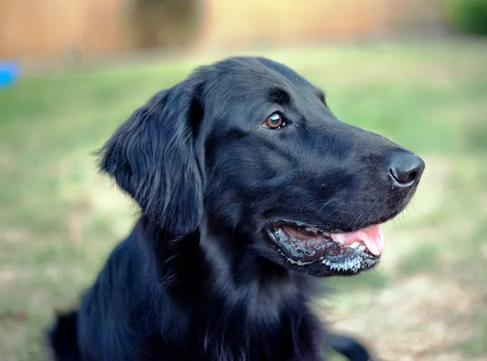 Paradise Veterinary Hospital 8