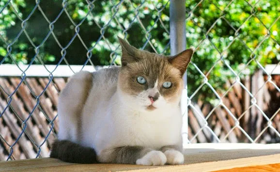 Paradise Veterinary Hospital 6